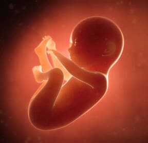 Idealnym momentem na wykonanie tego badania jest okres pomiędzy 12-13 tygodniem ciąży ze względu na odpowiednią długość ciemieniowo-siedzeniową płodu. Głównym celem tego badania jest wstępna ocena budowy anatomicznej płodu oraz ocena ryzyka wystąpienia wad genetycznych.